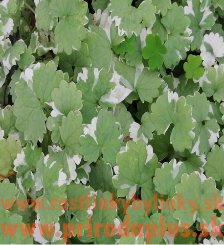 Zádušník strakatý, brečtanovitý „panašovaný“-(Glechoma hederacea „variegata“ L.) 